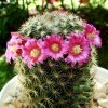 Mammillaria_ matudae_ 12